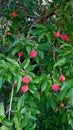 ÃÂ Himalayan Strawberry Tree, Evergreen Dogwood, Bentham Cornel Royalty Free Stock Photo